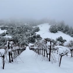 Cu Dona Winery - The first time our vines were snowed on