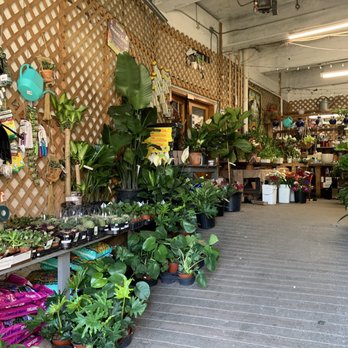Ricky's Flower Market - Florists Near Me - Somerville, Massachusetts
