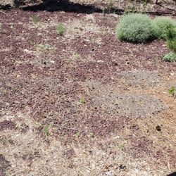 Nestle Purina Petcare