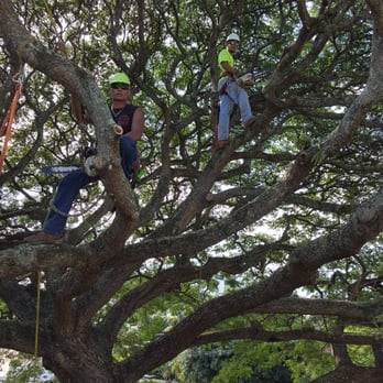 MonkeyMan Tree Care - Deriek and dino in back. Roof clearing. - Tree Services Near Me - Aiea, Hawaii MonkeyMan Tree Care - Deriek and dino in back. Roof clearing. - Tree Services Near Me - Aiea, Hawaii