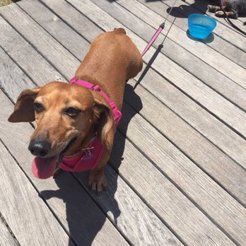 Tampa Riverfest - Wiener dog - Festivals Near Me - Tampa, Florida Tampa Riverfest - Wiener dog - Festivals Near Me - Tampa, Florida