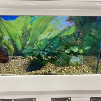Petco - Filthy fish tank - Pet Training Near Me - Sioux Falls, South Dakota Petco - Filthy fish tank - Pet Training Near Me - Sioux Falls, South Dakota