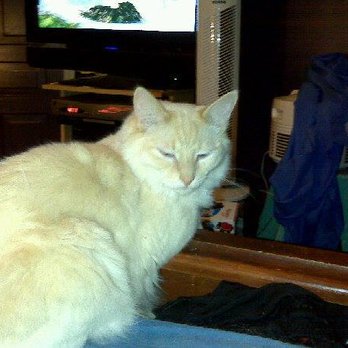 Paws Up Kw - Fluffball - Dog Walkers Near Me - Kitchener, Ontario