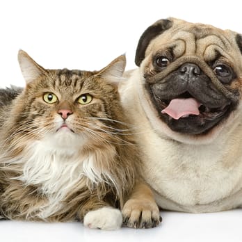 VetSelect Animal Hospital - Veterinarians Near Me - Commerce Township, Michigan VetSelect Animal Hospital - Veterinarians Near Me - Commerce Township, Michigan