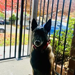 Malinois dog inside black steel bar gate . Malinois dog inside black steel bar gate .