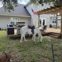 Photo of Wildwood Farm Unicorn Parties
