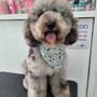Photo of Llao's Pet Condesa