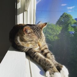 The Cat's Pajamas Inn - Tank