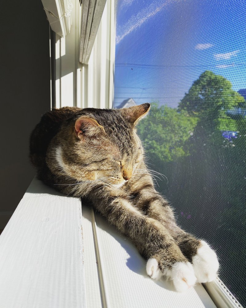 The Cat's Pajamas Inn - pet boarding facility in Wakefield, MA