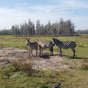 Safari Wilderness Ranch - Tours Near Me - Lakeland, Florida Safari Wilderness Ranch - Tours Near Me - Lakeland, Florida