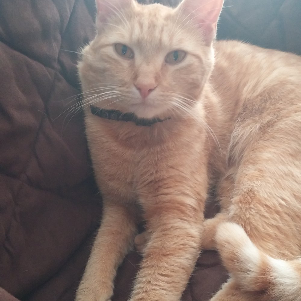 Paumanok Veterinary Hospital - Petey prior to surgery but he's looking awesome today - Veterinarians Near Me - Patchogue, New York