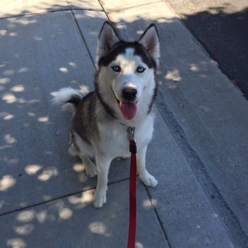 Vagabond Mutt - Zum zum the cutest husky. - Dog Walkers Near Me Vagabond Mutt - Zum zum the cutest husky. - Dog Walkers Near Me
