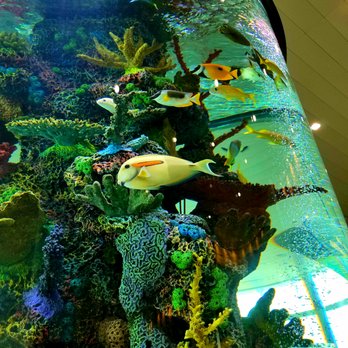 RumFish - Seafood Near Me - Tampa, Florida