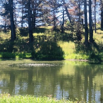 Monte-Bellaria Di California - May 2020 picnic at the lakeside - Farms Near Me - Sebastopol, California Monte-Bellaria Di California - May 2020 picnic at the lakeside - Farms Near Me - Sebastopol, California