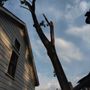 Photo of Cherry Hill Tree Expert Company
