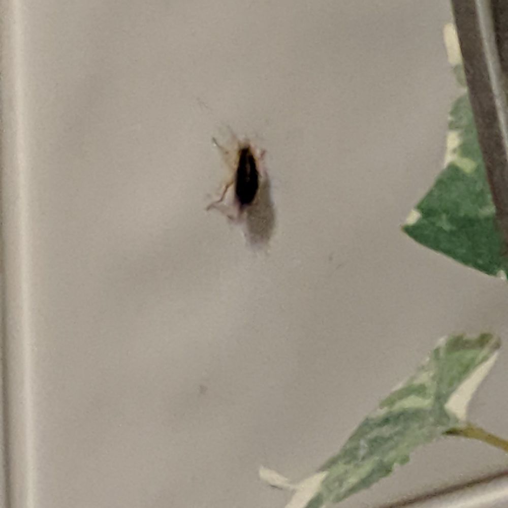 Cockroach in the bathroom AFTER we ate. Cockroach in the bathroom AFTER we ate.