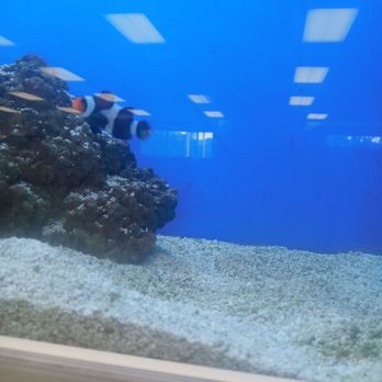 Petco - Cool fish - Pet Stores Near Me - Studio City, California