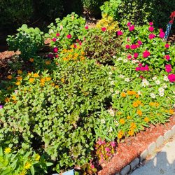 Eco Mulch & Sod - Only used compost to fertilize.