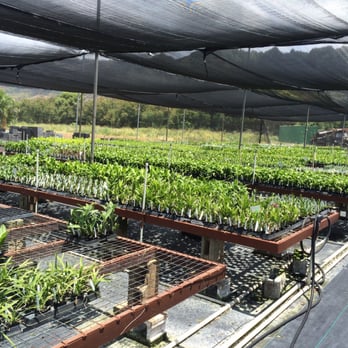 H & R Nurseries - 2" pots - Nurseries & Gardening Near Me - Waimanalo, Hawaii