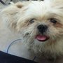 Photo of Pet Spa & Retreat