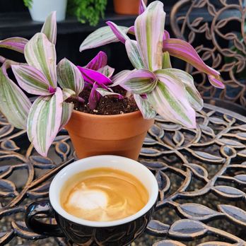 Cafecito On Palm - Cortado - Coffee & Tea Near Me - San Diego, California Cafecito On Palm - Cortado - Coffee & Tea Near Me - San Diego, California