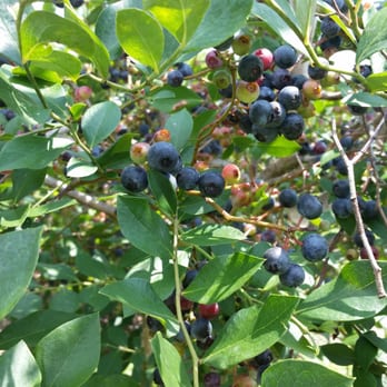 The Blueberry Farm - Blueberries! - Party & Event Planning Near Me - Central, Louisiana The Blueberry Farm - Blueberries! - Party & Event Planning Near Me - Central, Louisiana