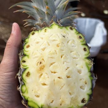 Maui Pineapple Tour - Tours Near Me - Makawao, Hawaii Maui Pineapple Tour - Tours Near Me - Makawao, Hawaii