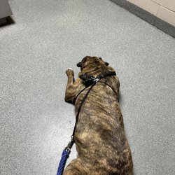 Clay County Humane Society