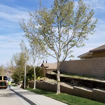 Tree Rite Arborists - other 2 trees - Tree Services Near Me - Lancaster, California