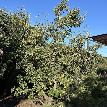 Filoli - Pears! - Botanical Gardens Near Me - Woodside, California Filoli - Pears! - Botanical Gardens Near Me - Woodside, California