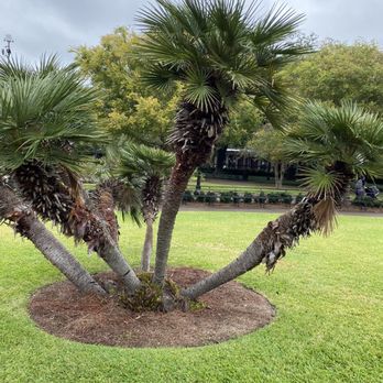 Jackson Square - Unique trees - Parks Near Me - New Orleans, Louisiana Jackson Square - Unique trees - Parks Near Me - New Orleans, Louisiana