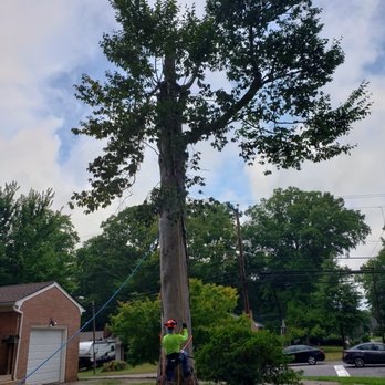 Busy Beaver Tree Services - Tree Services Near Me Busy Beaver Tree Services - Tree Services Near Me