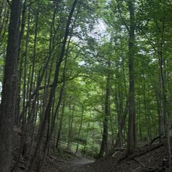 Tall trees with slender trunks line both sides of the trail