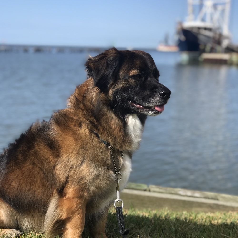 Serendipity Smooth Sailing RV - Dog friendly RV Park - RV Parks Near Me - Palacios, Texas Serendipity Smooth Sailing RV - Dog friendly RV Park - RV Parks Near Me - Palacios, Texas