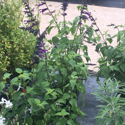 Steve's Nursery - Salvia