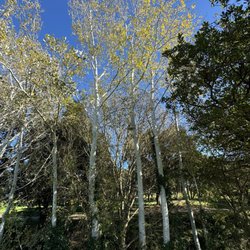 Club de Golf Peralada - Aspens (makes me feel like I am back in Colorado)