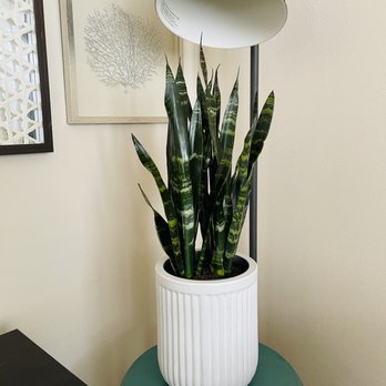 Pacific Interior Plants - Snake - Indoor Landscaping Near Me Pacific Interior Plants - Snake - Indoor Landscaping Near Me