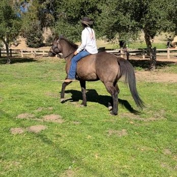 Del Show Horses - Horseback Riding Near Me Del Show Horses - Horseback Riding Near Me