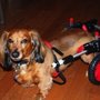 K-9 Cart Company East