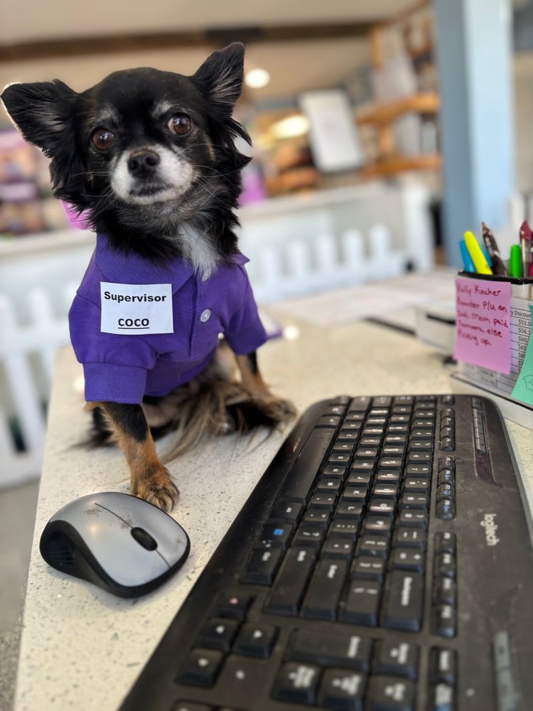 My Buddies Pet Care Image