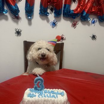 Redondo Dog - Pet Services Near Me - Carson, California