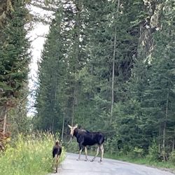 Jackson Hole Hideout