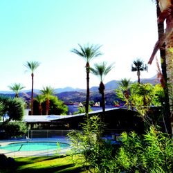 Banyan Palm Springs