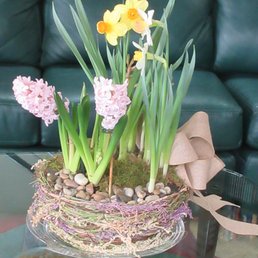 Spring Bulb Arrangement - Blooming bulbs set in soil/moss. Water while in season. Save bulbs to plant in garden for next Spring. Spring Bulb Arrangement - Blooming bulbs set in soil/moss. Water while in season. Save bulbs to plant in garden for next Spring.