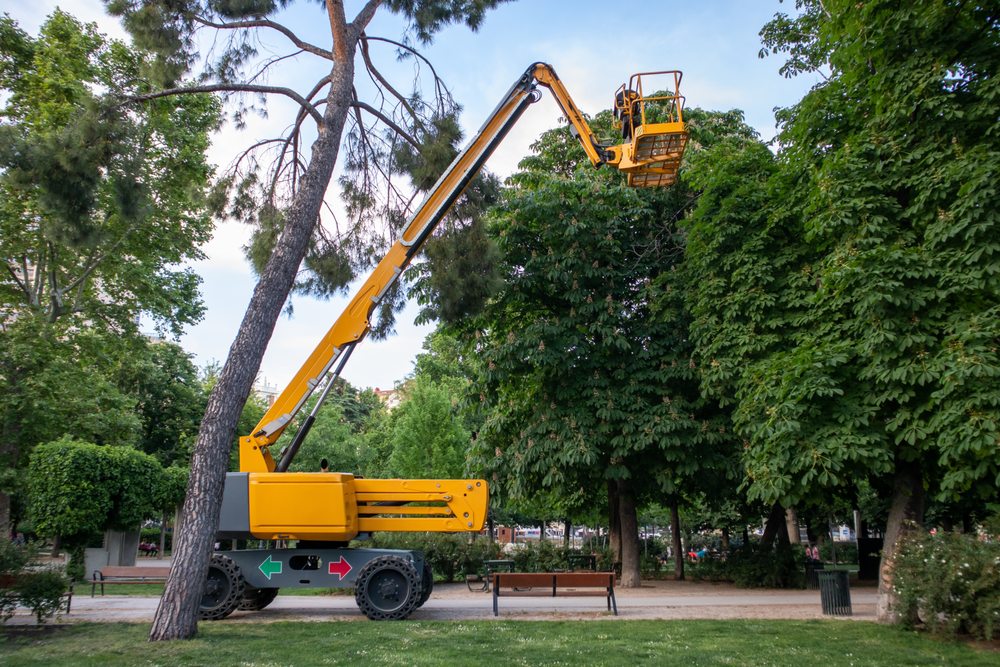 Five Valley Tree Service - tree service in Stevensville, MT