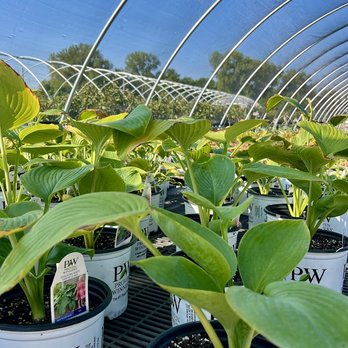 Schmittel's Nursery - HOMEGROWN Hostas! - Nurseries & Gardening Near Me - Maryland Heights, Missouri Schmittel's Nursery - HOMEGROWN Hostas! - Nurseries & Gardening Near Me - Maryland Heights, Missouri