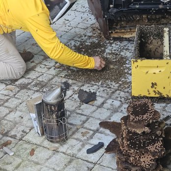 All About Bees - Removing a hive from under an old recliner - Pest Control Near Me