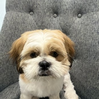 People's Pups Grooming - You can see his left eyelash is way longer - Pet Groomers Near Me - Westminster, Colorado