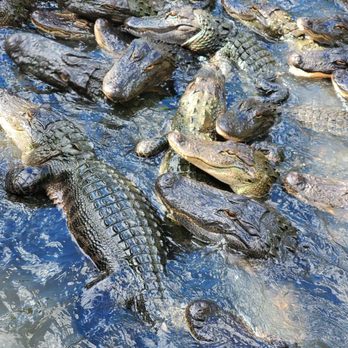 Croc Encounters - Come on in the water is fine! - Zoos Near Me - Tampa, Florida