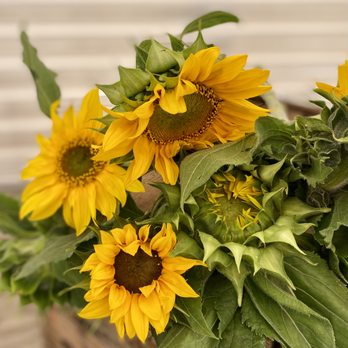 Farm Lot 59 - Organically grown sunflowers. - Florists Near Me - Long Beach, California